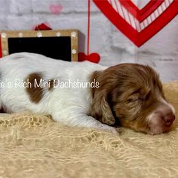 Girl one - Chocolate and cream female Dachshund puppy in Lakeland, Florida from Ruthie’s Rich Mini Dachshunds