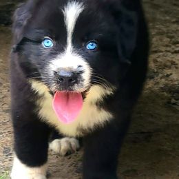 Australian Shepherds from Hedden Acres Aussies