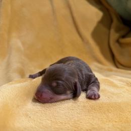 Chase - Fawn (isabella) and tan male Dachshund puppy in Kingston, Oklahoma from Texoma Doxies