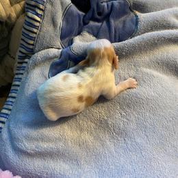 Rourk - Gold and white male Chihuahua puppy in Red Bluff, California from Aye Chihuahua