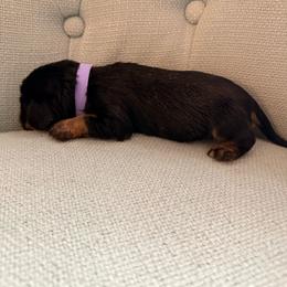 Lilac girl - Black and tan female Cavalier King Charles Spaniel puppy in Texas from Meyer's Cavalier