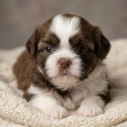 INDI - Liver and white male Shih Tzu puppy in Los Banos And Bay Area, California from Shantii's Shih Tzu's