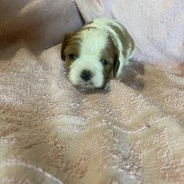 Cavalier King Charles Spaniel Puppies from Smylin Cavaliers