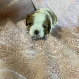 Cavalier King Charles Spaniel Puppies from Smylin Cavaliers