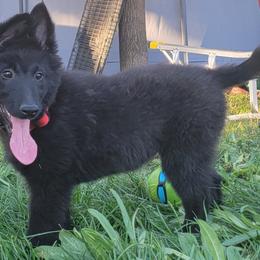 Girl 4 Green collar now known as red collar - Black female Belgian Sheepdog puppy in Green Bluff, Washington from Clawson Belgians
