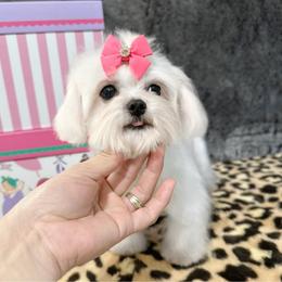 Dina - White female Maltese puppy in Vinton, Louisiana from Dreams & Love Maltese