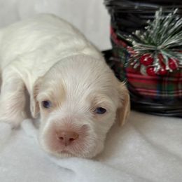 Dancer - Buff and white male Cockapoo puppy in Bronson, Florida from Tabler Family Puppies