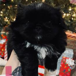 Rose - Black female Pekingese puppy in New Palestine, Indiana from Hausers Perfect Pekingese