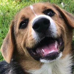 Pembroke Welsh Corgi Puppies from Miss Red's Corgi Farm