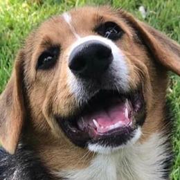 Pembroke Welsh Corgi Puppies from Miss Red's Corgi Farm