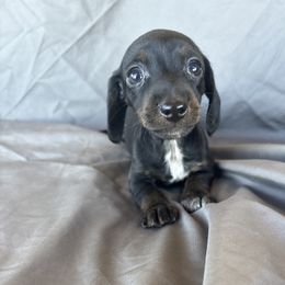 Carol - Chocolate female Dachshund puppy in Tonopah, Arizona from Brandie's Dachshunds