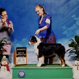 Ember - Australian Shepherd