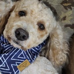 Raisin - Goldendoodle