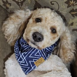 Raisin - Goldendoodle