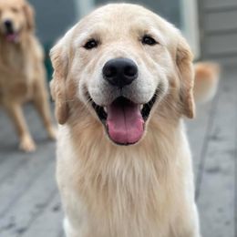 Golden Retrievers from Rivertowne Retrievers