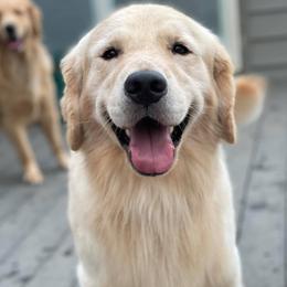Golden Retrievers from Rivertowne Retrievers
