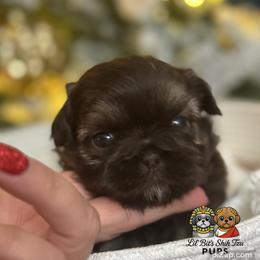 Jude - Chocolate male Shih Tzu puppy in Walkertown, North Carolina from Lil’ Bit’s Shih Tzu