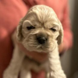 Girl 3 - Buff female Cocker Spaniel puppy in Spotsylvania, Virginia from Wilkshire Farm