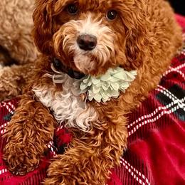Fenny - Cavapoo