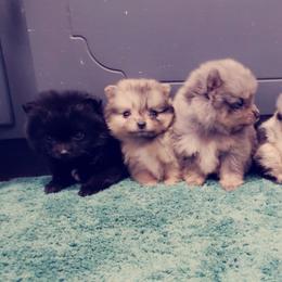 French Bulldog and Pomeranian Puppies from Purrs N Poms
