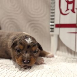 Paris - Blue merle female Australian Shepherd puppy in Uvalda, Georgia from Happy Ours Australian Shepherds