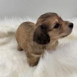Dusty - Cream male Dachshund puppy in Sumrall, Mississippi from Huckleberry Tails