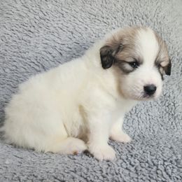 Jack - orange collar - White and badger male Great Pyrenees puppy in Monmouth, Maine from Flewelling Great Pyrenees