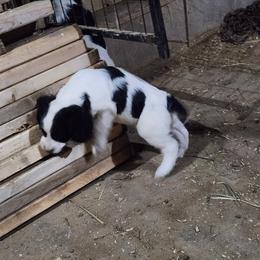 No name yet - Black and white male English Springer Spaniel puppy in Craig, Nebraska from Fur & Feathers Kennel