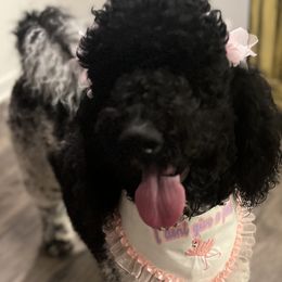 River - Goldendoodle