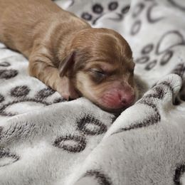 Shaded cream - Cream female Dachshund puppy in Trade, Tennessee from TN Miniature Dachshunds & Basset Hounds