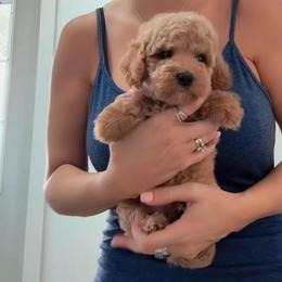 Girl 1 - Red  female Goldendoodle puppy in Clarksville, Tennessee from Tennessee Goldendoodles, since 2014