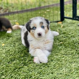 Orchid - Blue merle female Australian Shepherd puppy in Salinas, California from AA Aussies