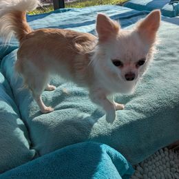 Sugar - Chihuahua