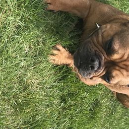 Sunny - French Bulldog