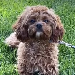 Marley - Cavapoo
