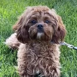 Marley - Cavapoo