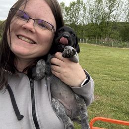 Red Collar Female - Black roan female German Shorthaired Pointer puppy in Onalaska, Washington from Boonies Farms