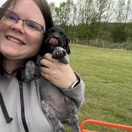 Red Collar Female - Black roan female German Shorthaired Pointer puppy in Onalaska, Washington from Boonies Farms