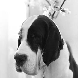 Sequoia - Mantle female Great Dane puppy in Pennsylvania from Bluestone Valley Great Danes