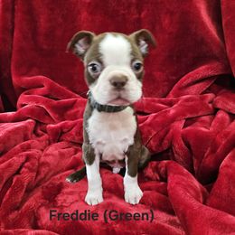 Freddie (Green collar) - Seal brindle and white male Boston Terrier puppy in Salina, Kansas from Giles' Boston Babies