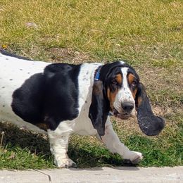 Basset Hound puppies from HI Desert Hounds
