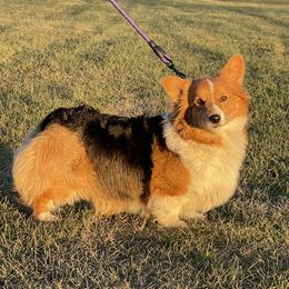 Kelce - Pembroke Welsh Corgi