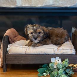 Georgie - Red sable male Havapoo puppy in South Jordan, Utah from Lady Paws Puppies - Cassie