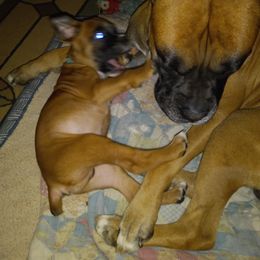 Boxer Puppies from Moody's Boxer's
