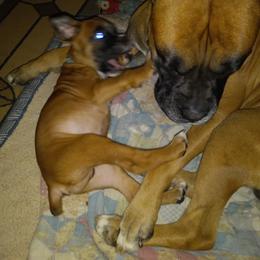 Boxer Puppies from Moody's Boxer's