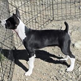 Cruise - Black and white female Rat Terrier puppy in Ukiah, California from Poem's Haven Rat Terriers..AKA Mysthaven Rat Terriers