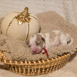 Boy 2 Cuddle - Blenheim male Cavapoo puppy in Gunnison, Utah from Curls and Camo Pups