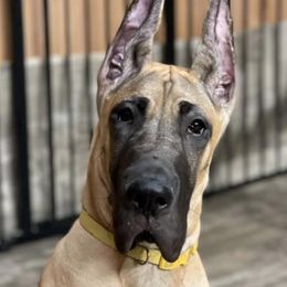 Great Danes from Summit View Great Danes