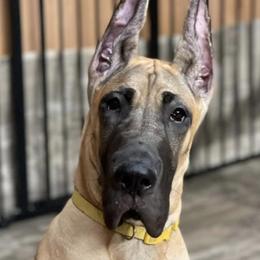 Great Danes from Summit View Great Danes