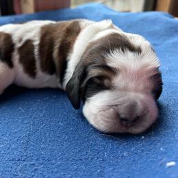 Cash - Tri-Roan male English Springer Spaniel puppy in Robesonia, Pennsylvania from Rogue Mountain Manor